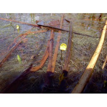 Utricularia gibba in Pitch Lake (Trinidad) 01
