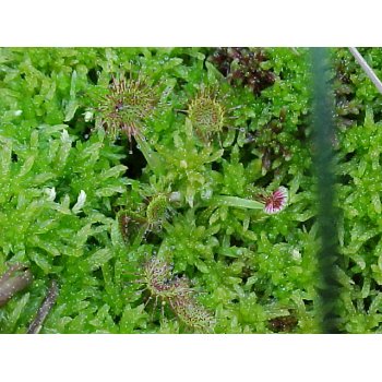 Drosera rotundifolia 09
